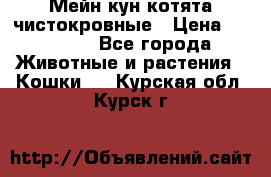 Мейн-кун котята чистокровные › Цена ­ 25 000 - Все города Животные и растения » Кошки   . Курская обл.,Курск г.